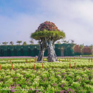Thành Phố Mộng Mơ