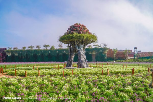 Thành Phố Mộng Mơ